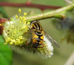 Attēlu rezultāti vaicājumam “Helophilus pendulus”