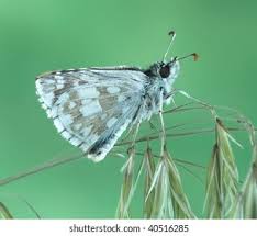 Attēlu rezultāti vaicājumam “Pyrgus serratulae underside”