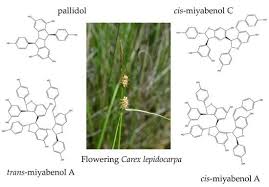 Attēlu rezultāti vaicājumam “Carex lepidocarpa leaf”