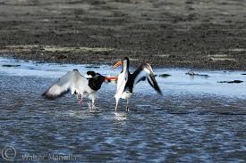 Attēlu rezultāti vaicājumam “Haematopus ostralegus”