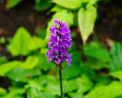 Attēlu rezultāti vaicājumam “Dactylorhiza maculata flower”