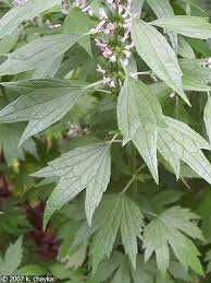 Attēlu rezultāti vaicājumam “Leonurus cardiaca leaf”