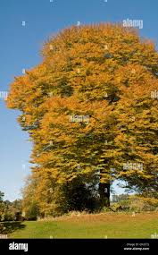 Attēlu rezultāti vaicājumam “Fagus sylvatica fo. laciniata”