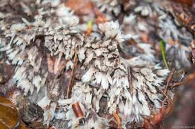 Attēlu rezultāti vaicājumam “Thelephora penicillata”