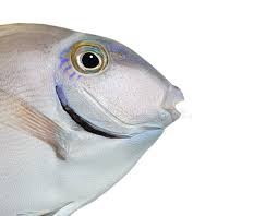 Image result for Acanthurus bahianus