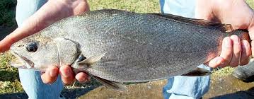 Image result for Argyrosomus japonicus