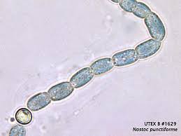 Attēlu rezultāti vaicājumam “Nostoc pruniforme”