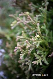 Attēlu rezultāti vaicājumam “Thuja occidentalis leaf”