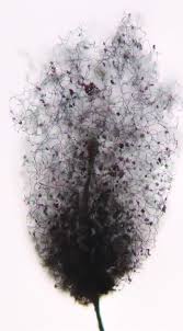 Attēlu rezultāti vaicājumam “Comatricha nigra stalked”