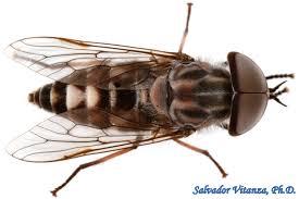 Attēlu rezultāti vaicājumam “Tabanidae”