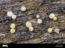 Attēlu rezultāti vaicājumam “Arcyria globosa spores”