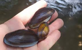 Attēlu rezultāti vaicājumam “Unio crassus”