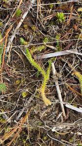 Attēlu rezultāti vaicājumam “Lycopodiella inundata”