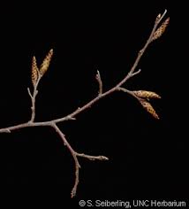 Attēlu rezultāti vaicājumam “Carpinus caroliniana male flower”