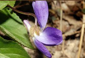 Attēlu rezultāti vaicājumam “Viola collina flower”