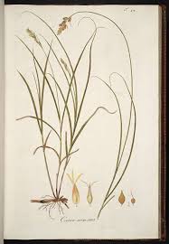 Attēlu rezultāti vaicājumam “Carex arenaria”