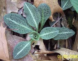 Attēlu rezultāti vaicājumam “Goodyera repens fruit”