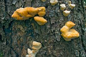 Attēlu rezultāti vaicājumam “Climacocystis borealis”