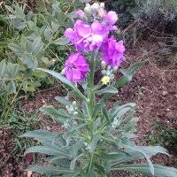 Image result for Levkoje