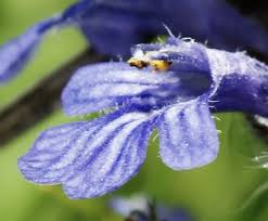 Attēlu rezultāti vaicājumam “Ajuga reptans flower”