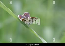 Attēlu rezultāti vaicājumam “Aricia artaxerxes  underside”