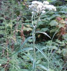 Attēlu rezultāti vaicājumam “Anaphalis margaritacea leaf”
