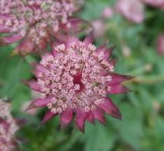 Image result for Astrantia majon `Abbey Road`