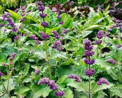Attēlu rezultāti vaicājumam “Salvia verticillata leaf”