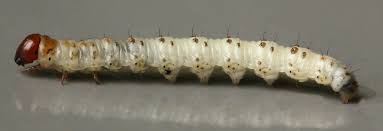 Attēlu rezultāti vaicājumam “Hepialus humuli”