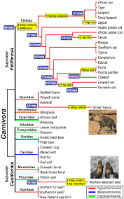 Attēlu rezultāti vaicājumam “Carnivora”