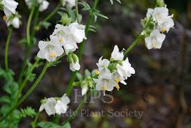Image result for Polemonium coeruleum album