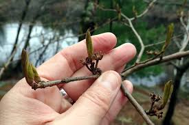 Attēlu rezultāti vaicājumam “Hamamelis virginiana bud”