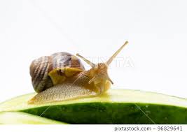 Attēlu rezultāti vaicājumam “Helix pomatia”