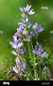Image result for Campanula spicata