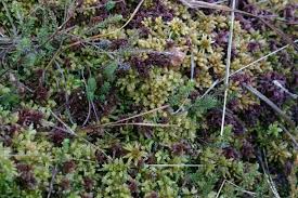 Attēlu rezultāti vaicājumam “Sphagnum magellanicum”