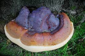 Attēlu rezultāti vaicājumam “Ganoderma lucidum”