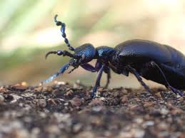 Attēlu rezultāti vaicājumam “Philonotis marchica macro”