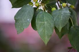 Attēlu rezultāti vaicājumam “Malus purpurea leaf”