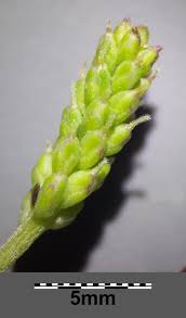 Attēlu rezultāti vaicājumam “Plantago major subsp. intermedia”