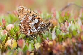 Attēlu rezultāti vaicājumam “Boloria aquilonaris underside”