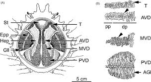 Image result for Maja brachydactyla