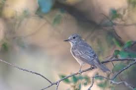 Attēlu rezultāti vaicājumam “Muscicapa striata juvenile”