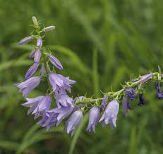 Attēlu rezultāti vaicājumam “Campanula bononiensis”