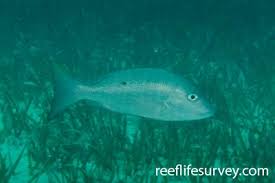 Image result for Lutjanus analis