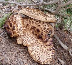 Attēlu rezultāti vaicājumam “Sarcodon imbricatum”