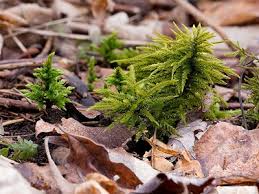 Attēlu rezultāti vaicājumam “Climacium dendroides sporophyte”