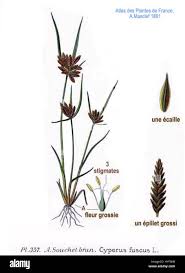 Attēlu rezultāti vaicājumam “Cyperus fuscus”