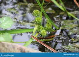 Attēlu rezultāti vaicājumam “Sparganium erectum aggr. leaf”