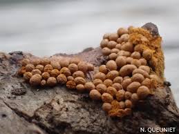 Attēlu rezultāti vaicājumam “Oligonema persimile”