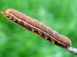 Attēlu rezultāti vaicājumam “Agrochola helvola”